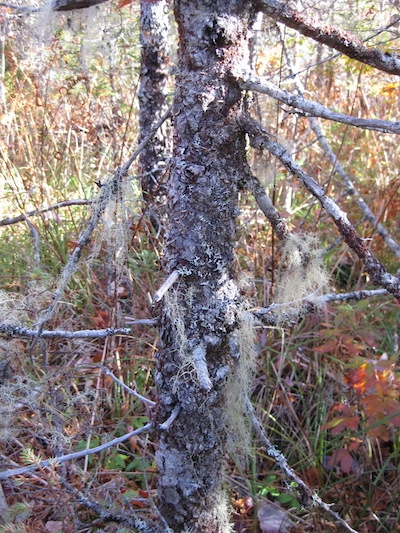 One tree species, ten lichen species. Photo courtesy Linda Pannozzo.