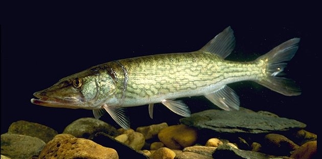 The chain pickerel, aka the freshwater barracuda.