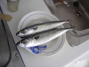 Two uncooked Atlantic mackerel on a plate.