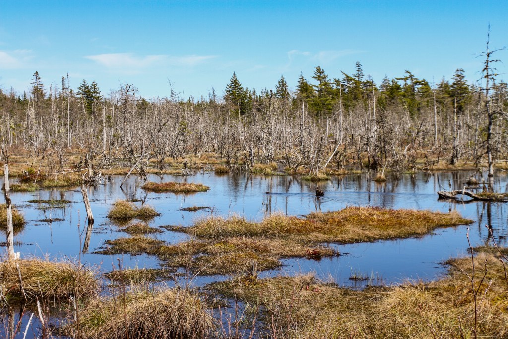Unspoiled wetlands and scrubby spruce woodlands in the Beaver Dam area. Photo: Simon Ryder-Burbidge