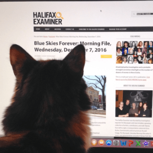 A fluffy cat reads an Examiner article from 2016.
