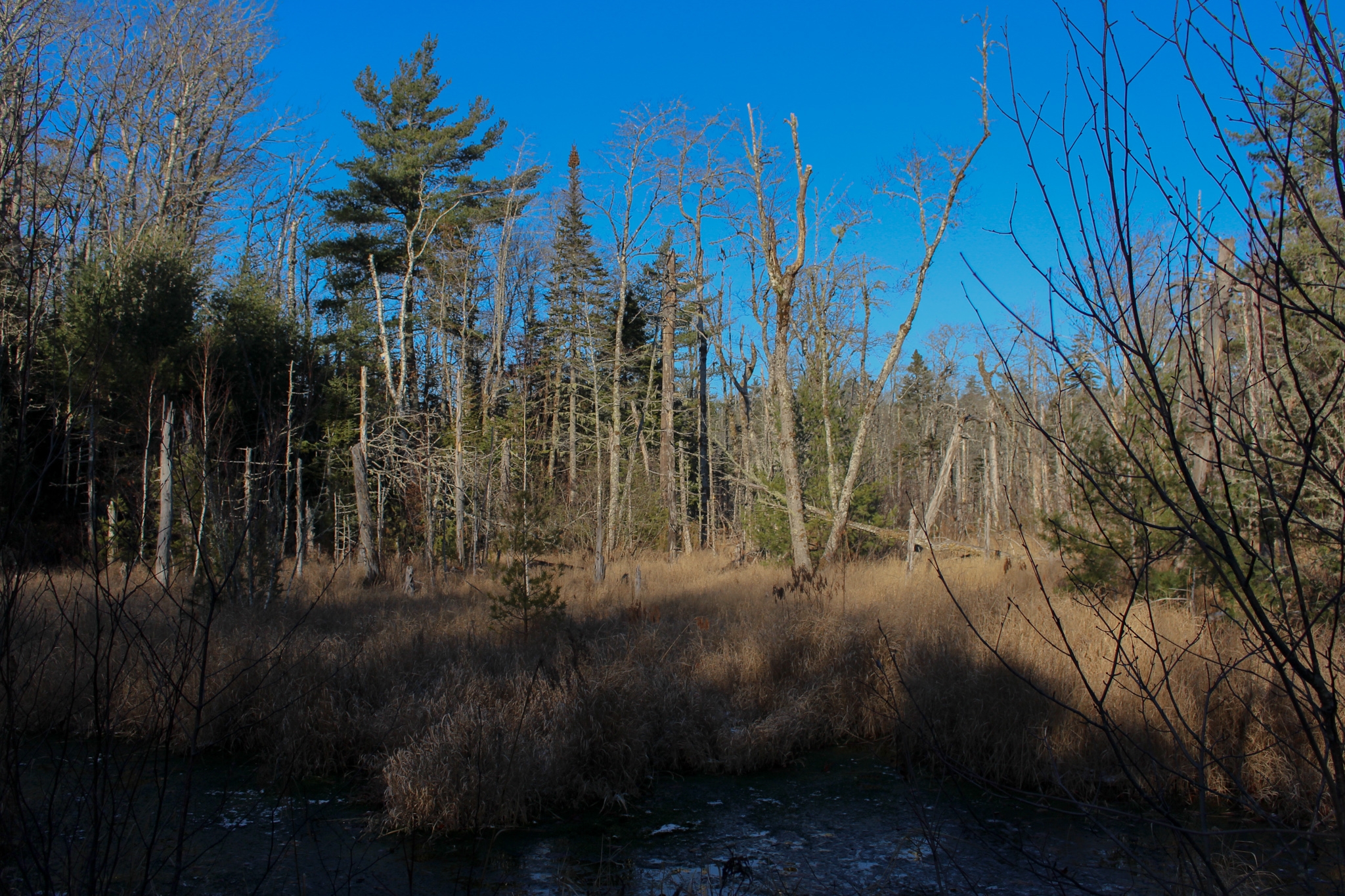 Blue sky above a stand of barren trees in winter. Below is grassy wetland.