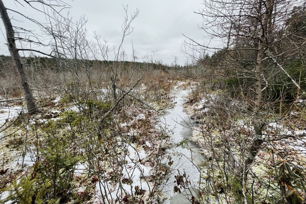 A wintery landscape is seen on a grey day. In the foreground, there are some small evergreen trees and medium-sized bare trees poking up from frozen moss.