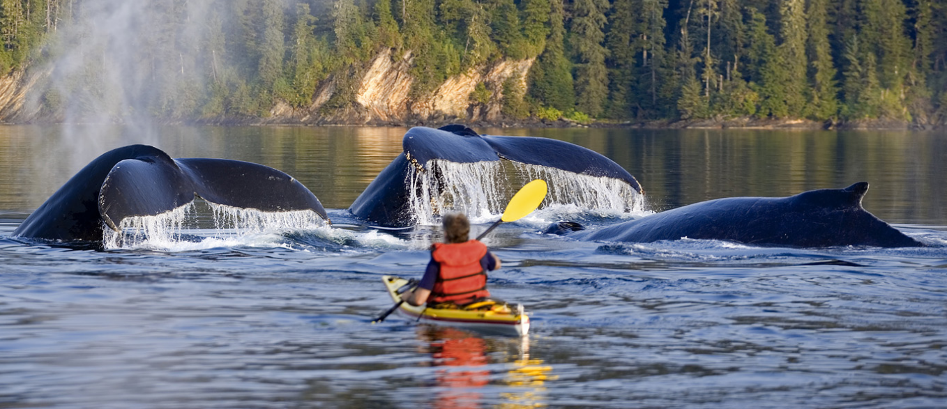 A kayaker surrounded by the tails of large diving whales