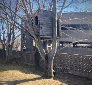 A treehouse is sandwiched between the branches of a tree in an empty backyard on a chilly spring day.