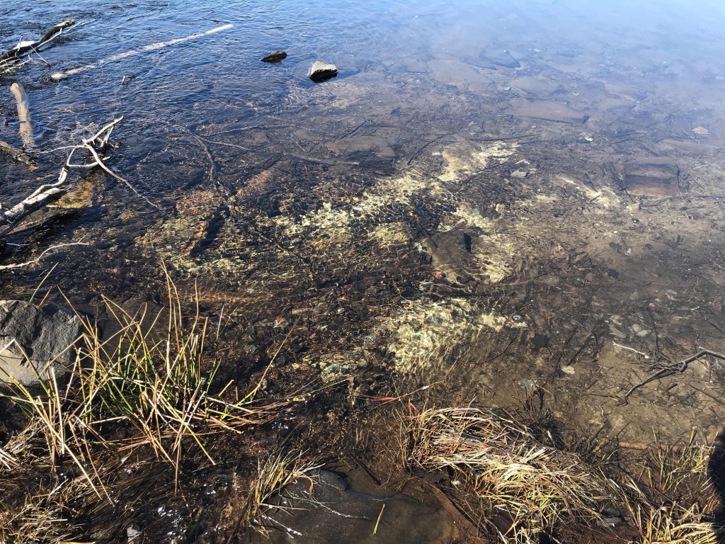 This photo shows shallow water in Barry's Run under wich is some whitish substance that looks like sand, and is probably toxic historic mine tailings from Montague Gold Mines. Photo: Joan Baxter