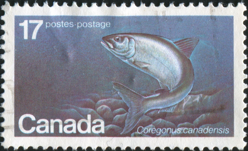 17-cent Canadian stamp with a silver fish on a lake or river bottom.