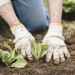 A pair of hands in gardening gloves placing a plant in the earth