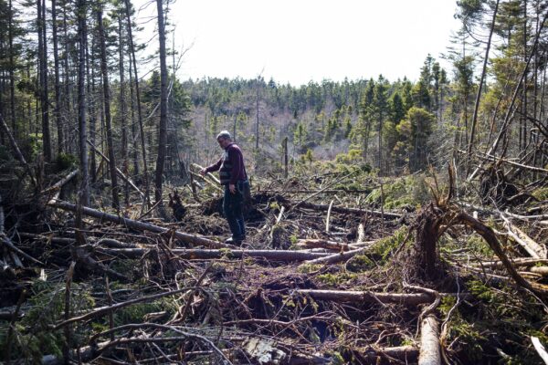 A man standing among a partially-felled forest points at the ground. It's a sunny day, and the trees still standing are mostly evergreens.