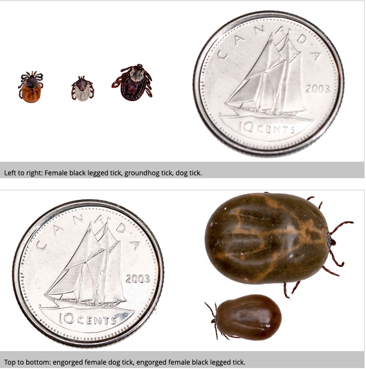 This screenshot from the NS government 'tick safety' web page shows three kinds of ticks at various life stages next to a Canadian dime for scale