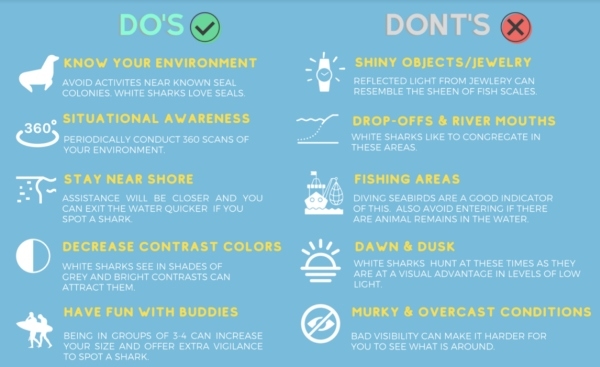 A list of do's and don'ts to remember if you see a shark in the ocean. 