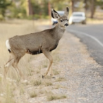 A deer hesitates at the side of the road