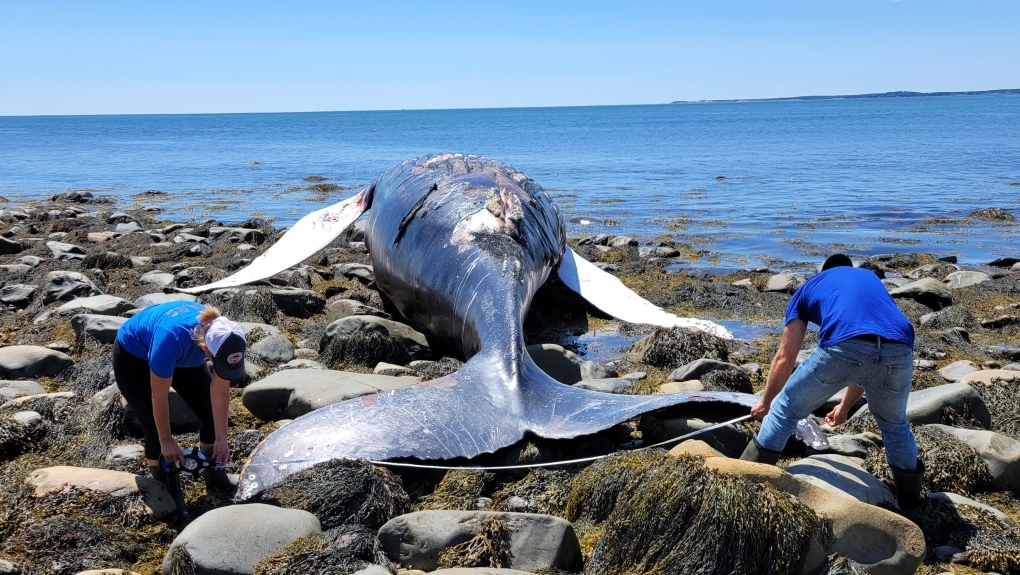 A dead humpback whale on a beach, being examined by two people