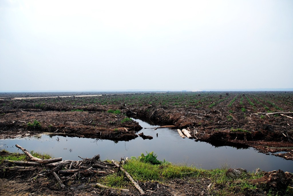 Cleared peatland in West Kalimantan, Indonesia in 2007. Photo by Ryan Woo/CIFOR