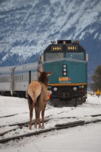 An elk, facing away from the camera, looks at an oncoming Via train on a snowy day under the Rocky Mountains.