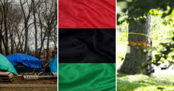 Three photos: A group of tents in the park, a tri-colour flag, and a tree with a bandage around the trunk