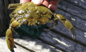 A man's hand holds a European green crab, whose body is about 3 and a half inches wide, or 9 cm, with front claws 3 inches long.